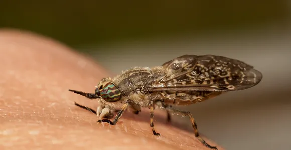 horsefly on the human hand